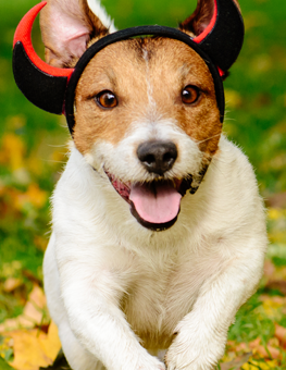 A dog in a comfortable Halloween costume will have more fun