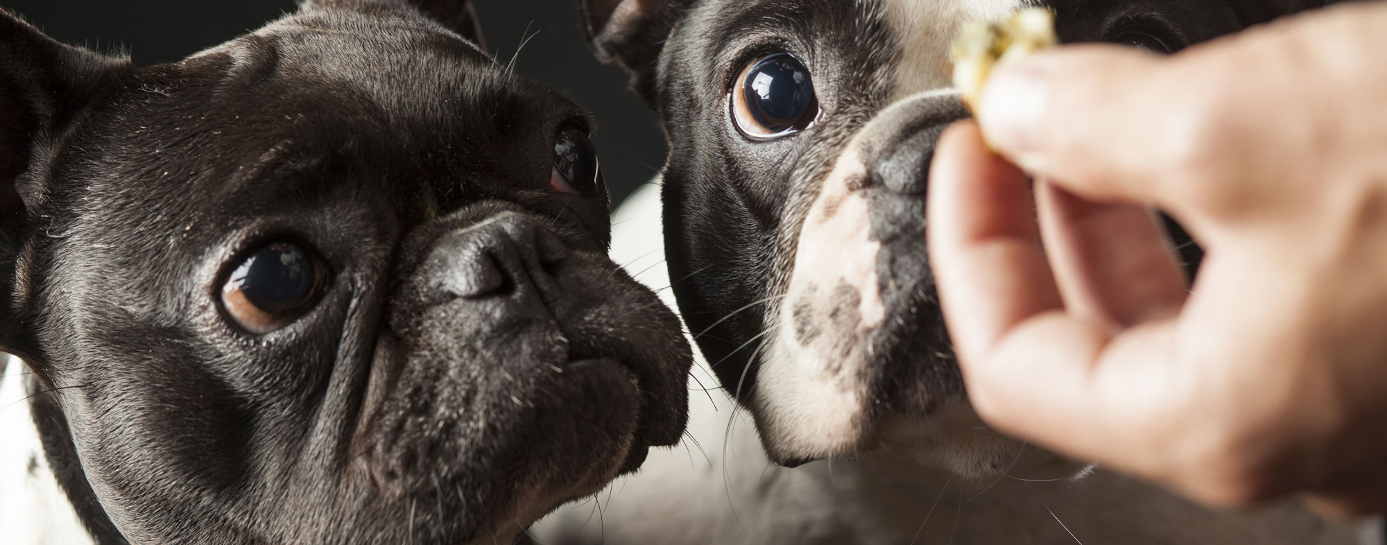 Before feeding your dogs treats, only use recipes safe for them