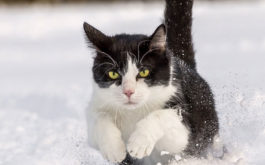 Your cat's paws could get swollen outside in the winter snow