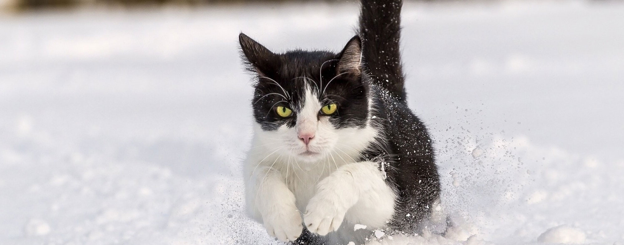 Your cat's paws could get swollen outside in the winter snow