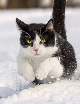 A fat cat will endure the cold running outside in the winter