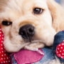 Avoid giving your dog any Valentines Day foods or they'll get sick