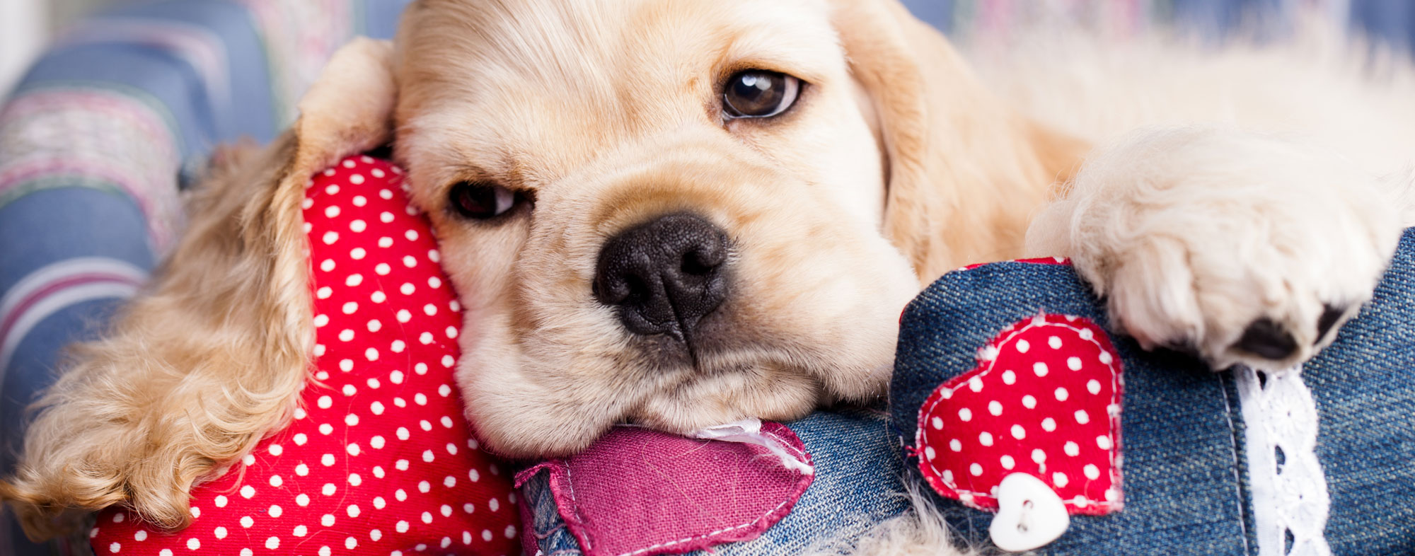 Avoid giving your dog any Valentines Day foods or they'll get sick