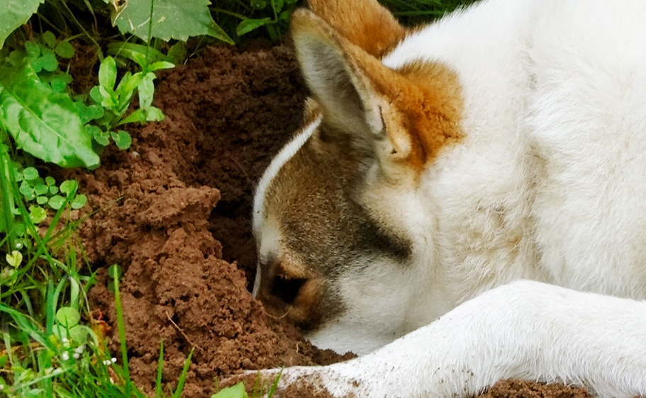 It's difficult to stop your dog from digging holes in the garden