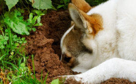 A dog may start digging holes if they detect an animal's scent