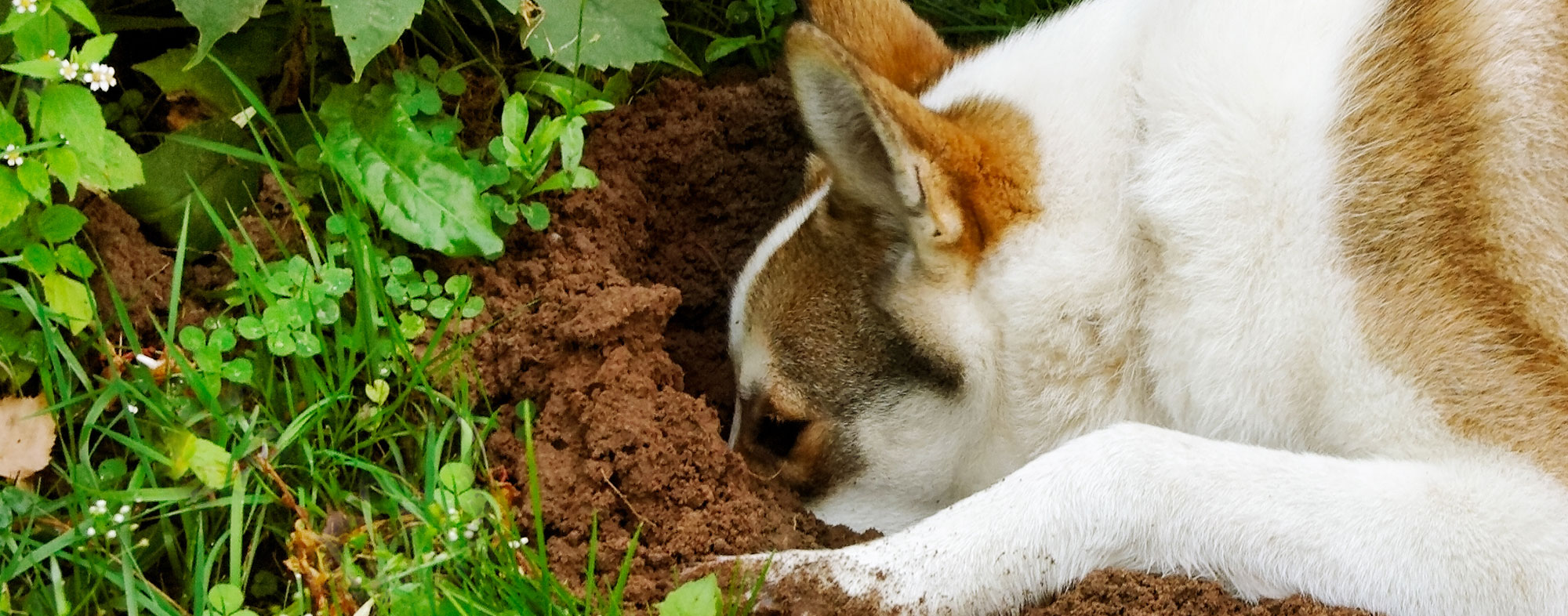 how do you stop a dog from digging in the garden