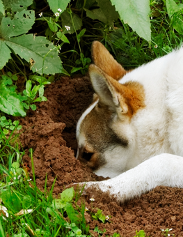 It's difficult to stop your dog from digging holes in the garden