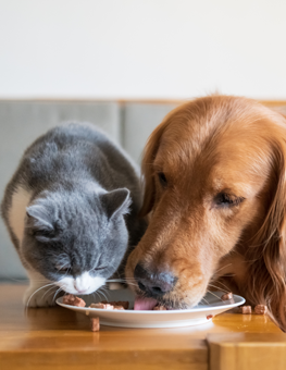 Your cat and dog can eat food at the same time in your home