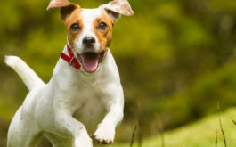 Dogs love jumping outside in summer, but beware heatstrokes