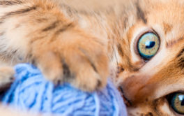 After a bit of catnip, your cat will play all sorts of games with you