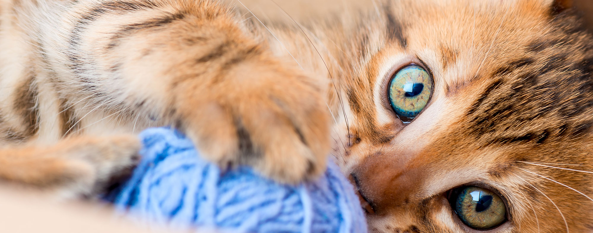 After a bit of catnip, your cat will play all sorts of games with you