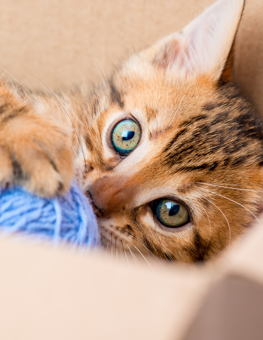 You can invent games to play with your cat, with a ball of yarn