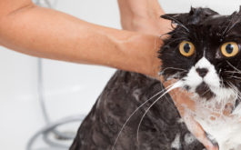 Shampooing your cat by hand, you'll know how to give them a bath