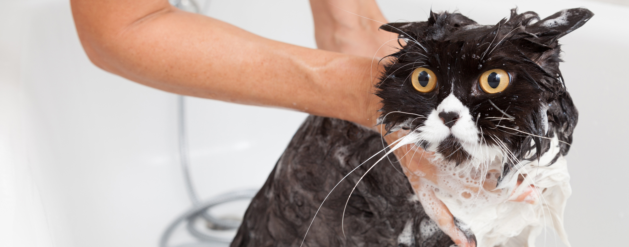 Можно мыть кота мылом. Кота моют. Помытый кот. Мытье кошки. Мокрый кот.