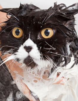 Shampooing your cat by hand, you'll know how to give them a bath