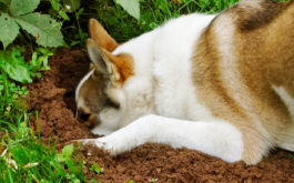 If you dog won't stop digging holes, entice him to dig for his toys