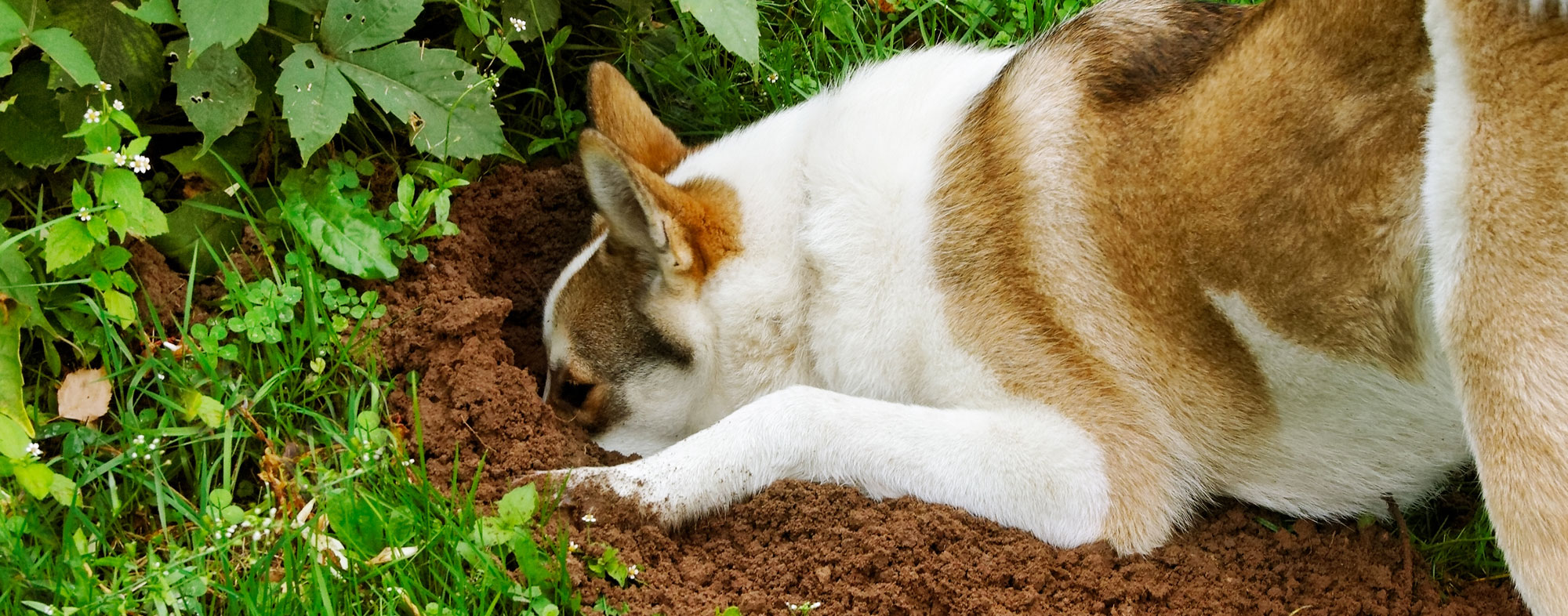If you dog won't stop digging holes, entice him to dig for his toys