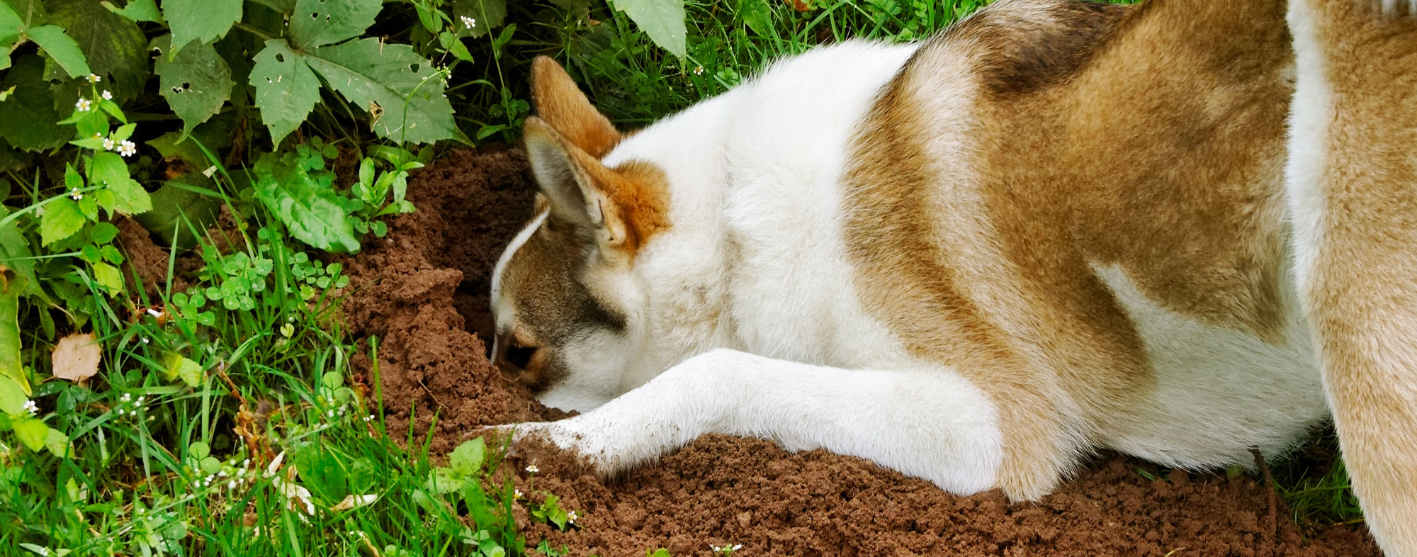 how can you get a dog to stop digging holes