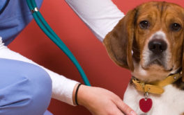 After assessing your dog, the vet may offer a vaccination schedule