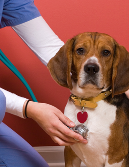 A veterinarian will assess your dog's heart rate and general health