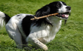 Chewing on sticks, your dog can accumulate plaque on its teeth