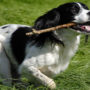 Chewing on sticks, your dog can accumulate plaque on its teeth