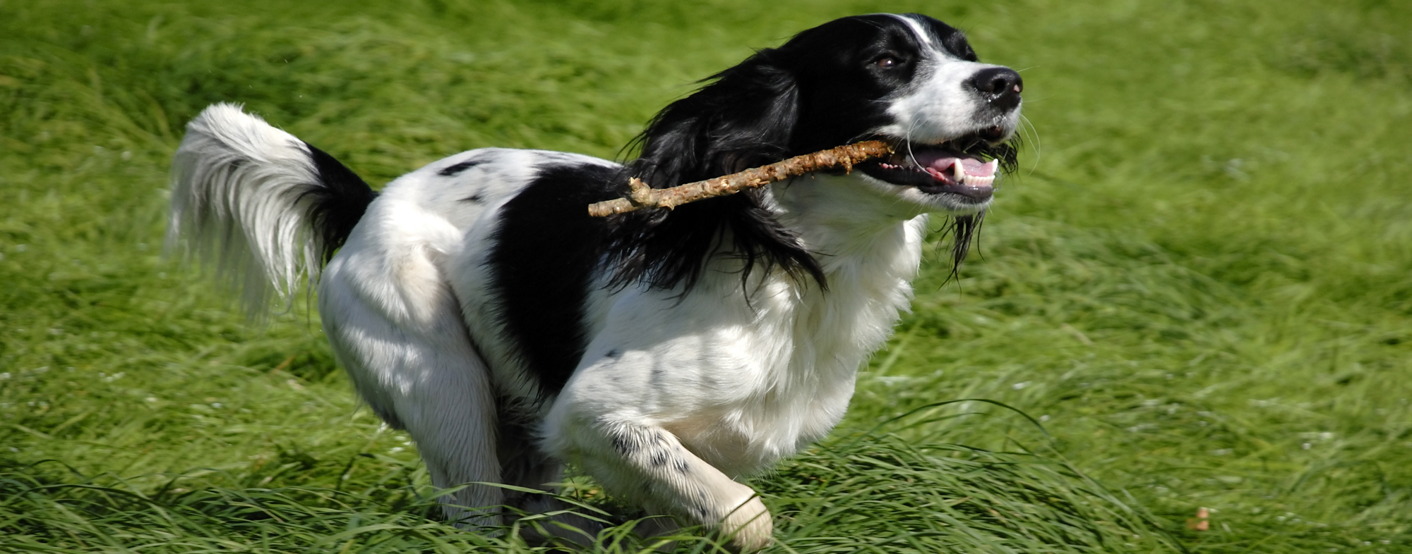 what causes bad breath in puppies