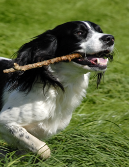 If your dog has hallitosis, his stick chewing may not be the reason