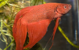 Aquariums tend to be the ideal habitat for a beautiful Betta fish