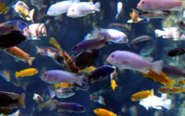Assemble an eclectic and colorful community of fish for your tank