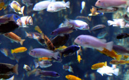 Assemble an eclectic and colorful community of fish for your tank