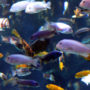 Assemble an eclectic and colorful community of fish for your tank