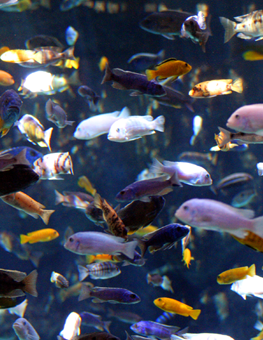 A freshwater fish community can grow inside your home aquarium