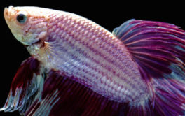 You'll ensure a long lifespan for your Betta fish with a clean tank