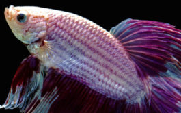 You'll ensure a long lifespan for your Betta fish with a clean tank