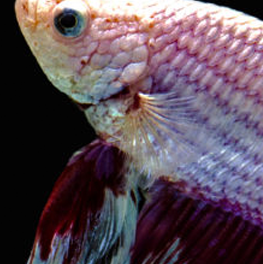 When healthy, your Betta fish's scales and fins will shine brilliantly