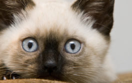 Small kittens can be great gifts for children, but prep your home first