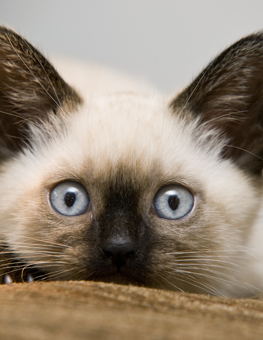 When you bring an adopted kitten into your home, they'll be curious