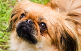 A small adopted dog may be the perfect companion for your family