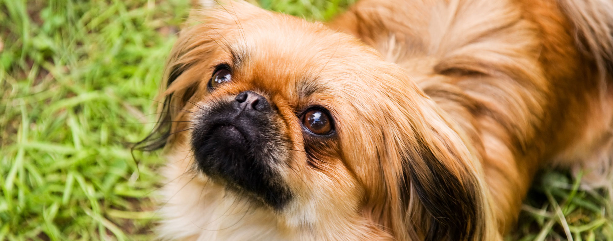 A small adopted dog may be the perfect companion for your family