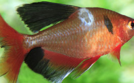 Discoloration on your fish's scales may be symptoms of a disease