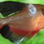 Discoloration on your fish's scales may be symptoms of a disease