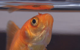 When hungry, your fish will swim to the surface of your tank