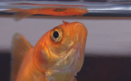 When hungry, your fish will swim to the surface of your tank