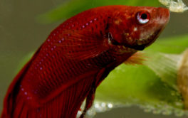 A coldwater fish may seem lethargic if the water temperature rises