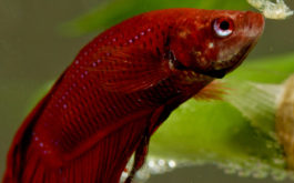 A coldwater fish may seem lethargic if the water temperature rises
