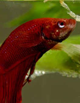 Make sure your fish tank has a variety of bottom and top feeders