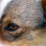 Your dog could have fleas on its face and still show no symptoms. Learn about fleas on dogs.