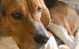 If untreated, a sick or elderly dog with fleas could develop tapeworms