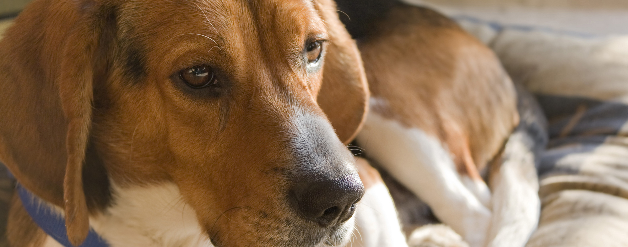 Flea Related Illnesses That Affect Your Dog Hartz